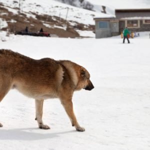 Dog on snowy ski slope at sunny winter day, skiers and snowboarders at background