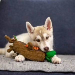Cute husky puppy nibbles a soft toy