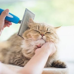 Asian woman using a comb brush the Persian cat