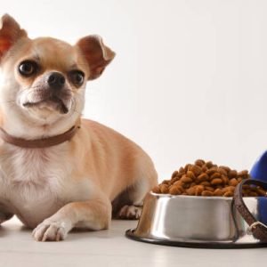 Food and accessories for walk, play and body care for the dog and chihuahua on wooden table white isolated background. Front view. Horizontal composition.