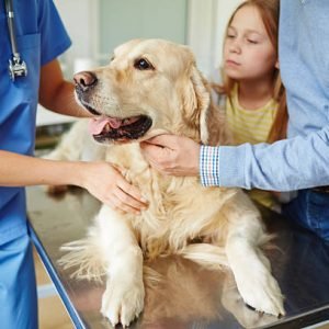 Owners bringing their pet to veterinarian