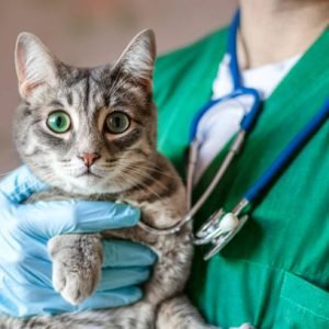 Cropped image of male doctor veterinarian with stethoscope is holding cute grey cat on hands at vet clinic.